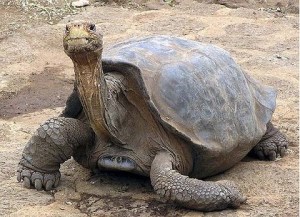 ipad-art-wide-lonesome20george-420x0